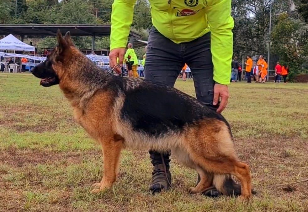 Reeva des Loups de L'etoile