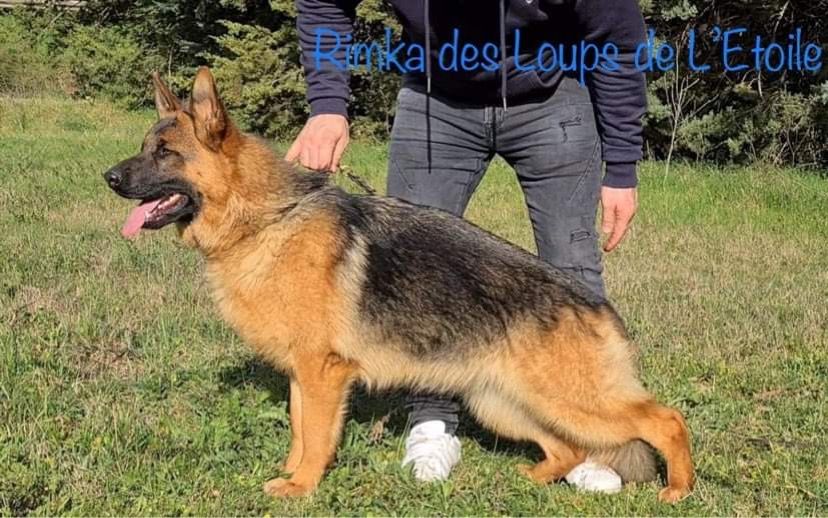 Rimka des Loups de L'etoile