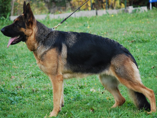 Chani du domaine des grandes bastides