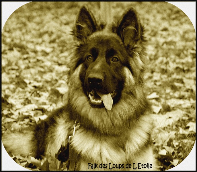 Falk des Loups de L'etoile