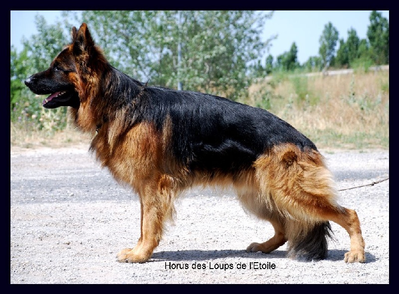 Haron dit horus des Loups de L'etoile