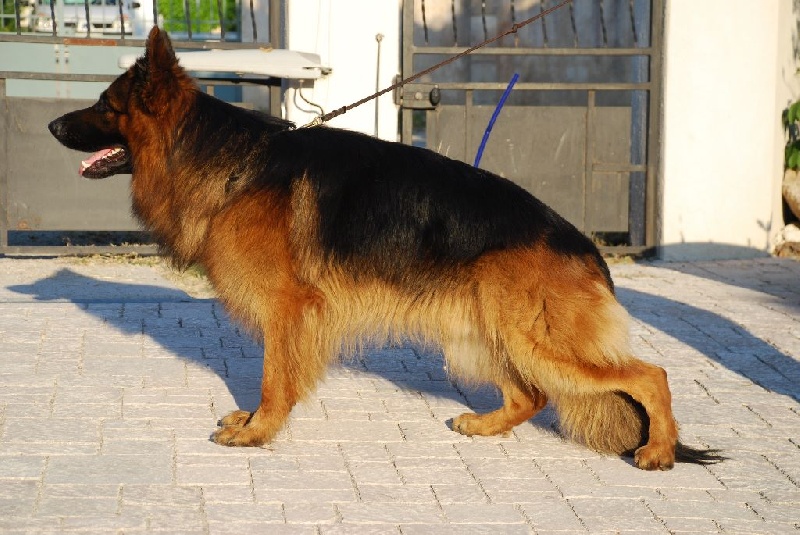 Haron dit horus des Loups de L'etoile