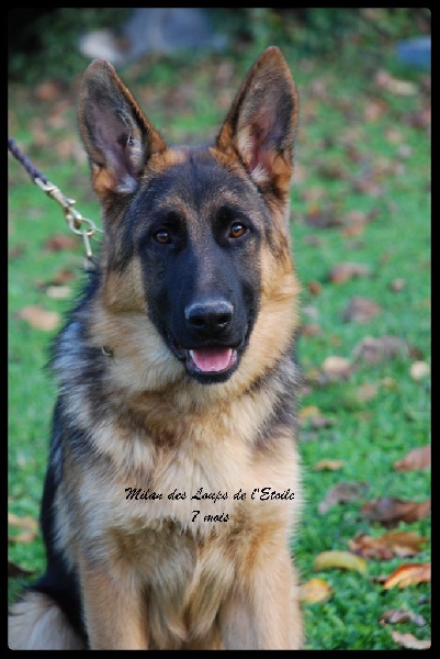 Milan des Loups de L'etoile