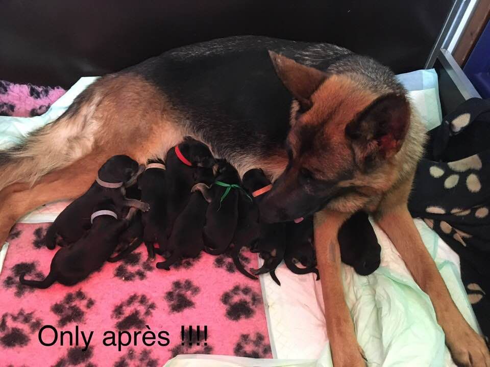 Only one des Loups de L'etoile