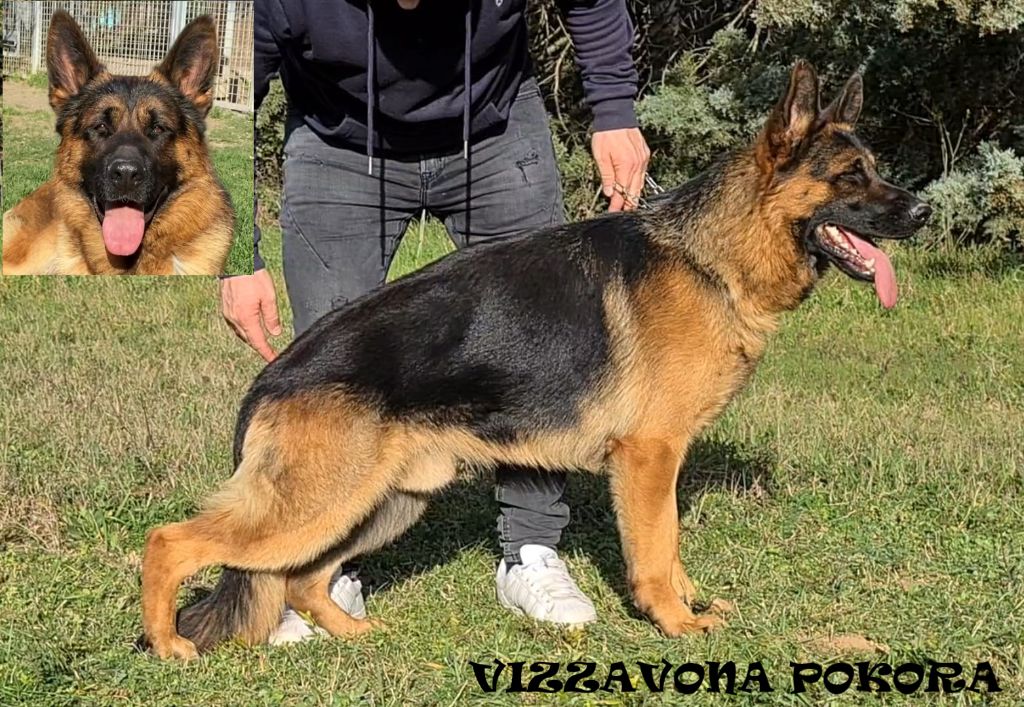 Vizzavona Pokora