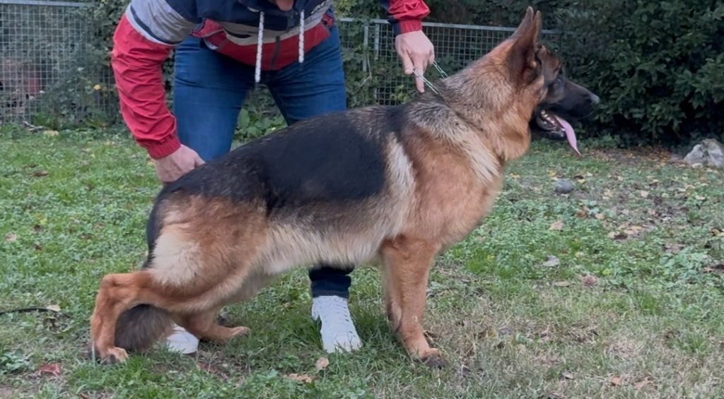 Vyano des Loups de L'etoile