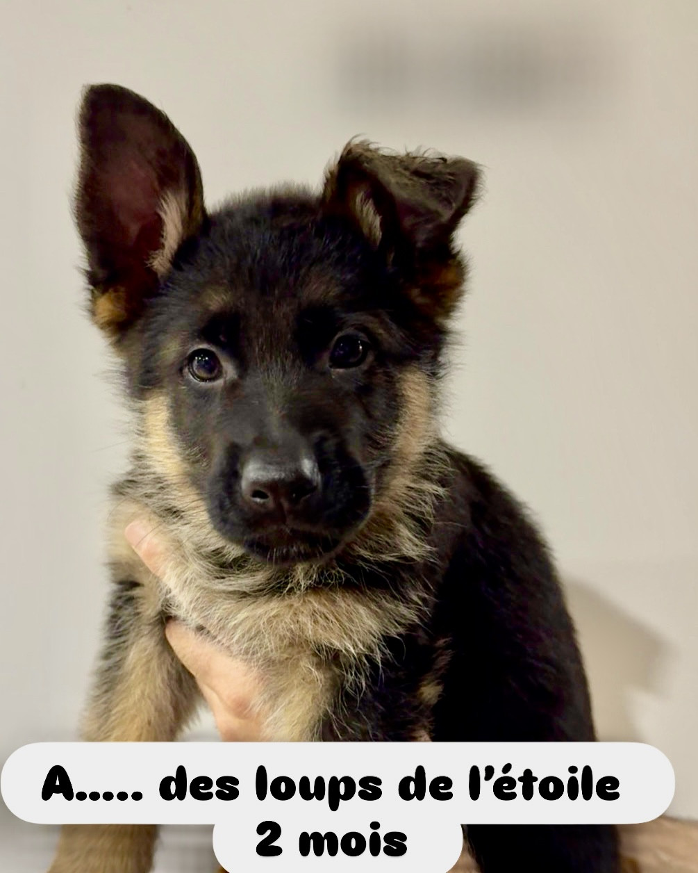 des Loups de L'etoile - Chiots disponibles - Berger Allemand