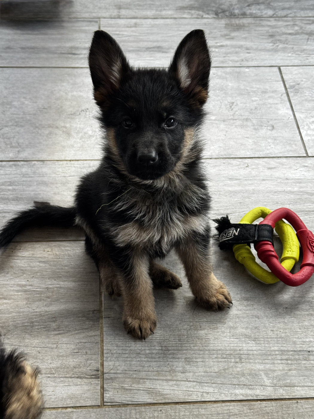 des Loups de L'etoile - Chiots disponibles - Berger Allemand