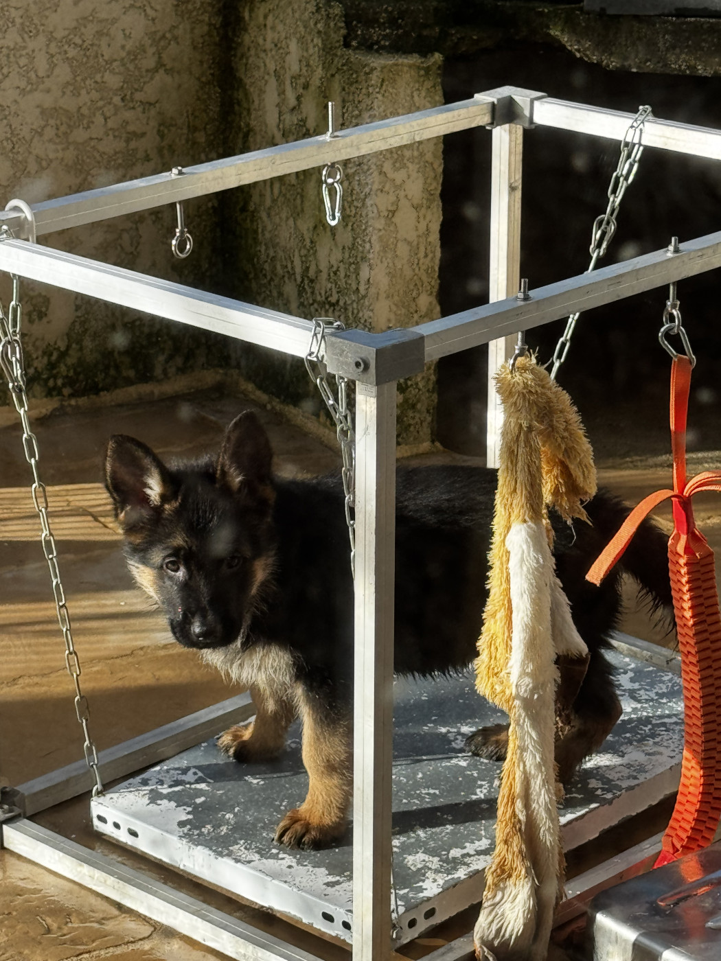 des Loups de L'etoile - Chiots disponibles - Berger Allemand