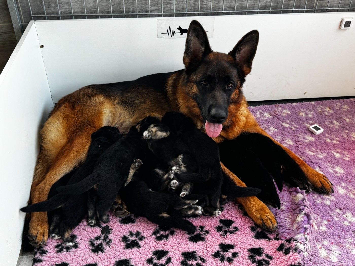 Chiot Berger Allemand des Loups de L'etoile