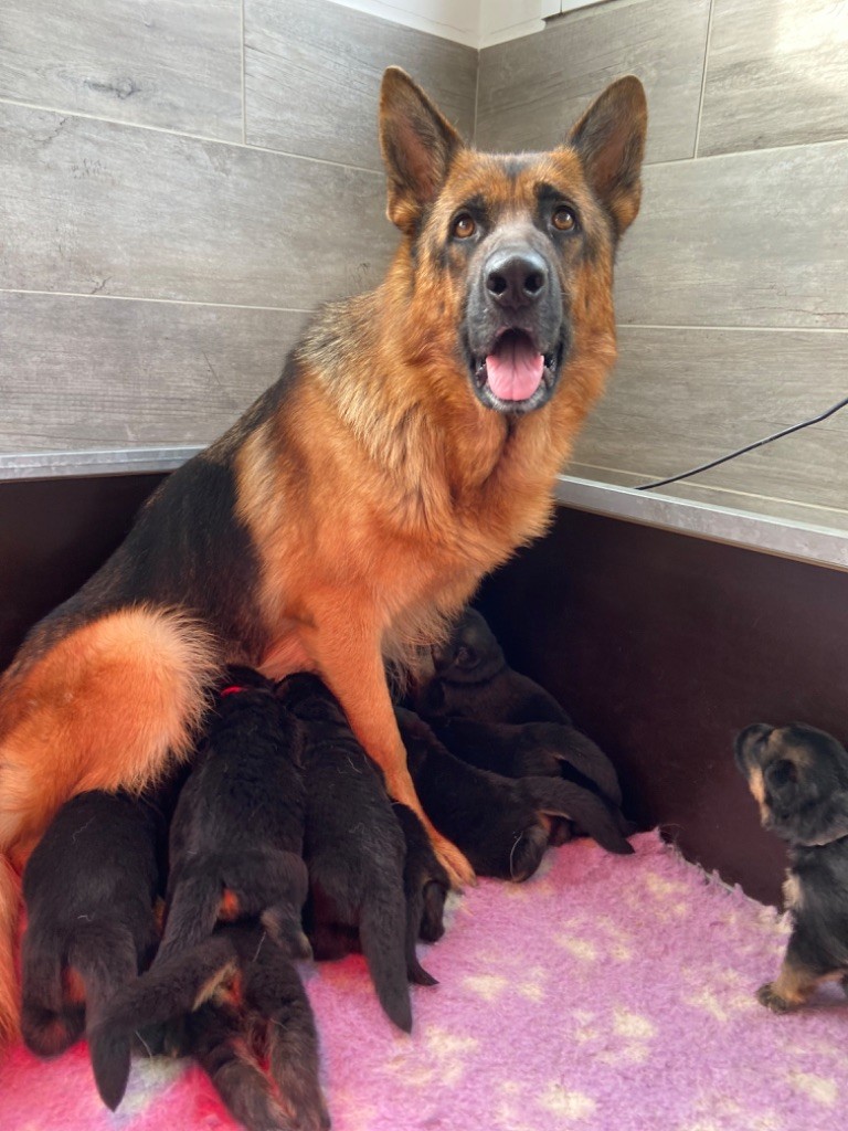 Chiot Berger Allemand des Loups de L'etoile