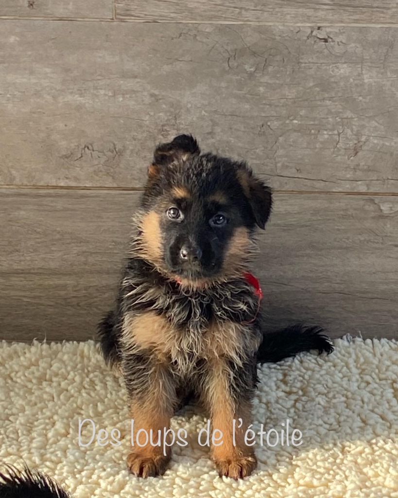 Chiot Berger Allemand des Loups de L'etoile