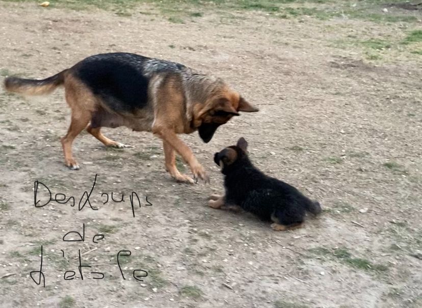 Chiot Berger Allemand des Loups de L'etoile