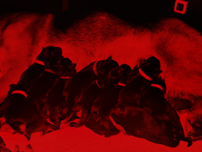 Mâle N°6 - Poil long