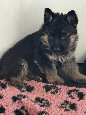 Mâle N°7 - Poil long