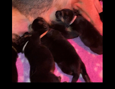CHIOT 5