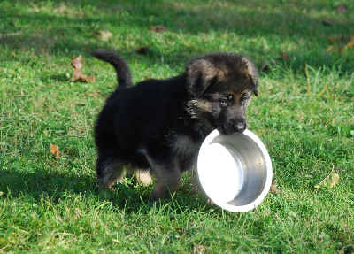 CHIOT 6