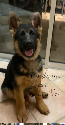 CHIOT 8