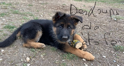 CHIOT 5