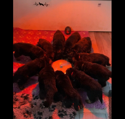 CHIOT 6