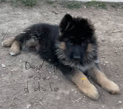 CHIOT 4