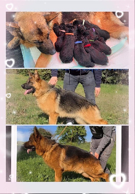 CHIOT 1